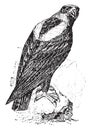 Eagle, vintage engraving Royalty Free Stock Photo