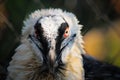 Eagle vulture portrait Royalty Free Stock Photo