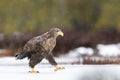 Eagle walking in the slush, rain Royalty Free Stock Photo