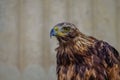 Eagle watching closely the prey Royalty Free Stock Photo