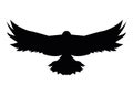 eagle wild animal silhouette