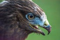 Eagle in the wild. Eagle portrait. Eagle head. Beautiful bird Buteoninae Royalty Free Stock Photo