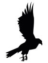 eagle wild flying silhouette Royalty Free Stock Photo
