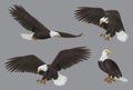Eagle. Wild freedom aggresive bird decent vector prey eagles realistic pictures