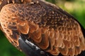 Eagle wing Royalty Free Stock Photo