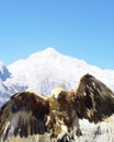 Eagle at Jade Dragon Snow Mountain Royalty Free Stock Photo