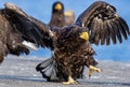 Eagle with wings spread. Juvenile Steller`s sea eagle.