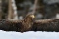 Eagle wingspread in snow