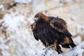Eagle in winter. Fluffy golden eagle, Aquila chrysaetos, perched on snowy rock. Cold windy day. Majestic bird in habitat.