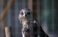 eagle in zoo cage Royalty Free Stock Photo