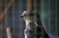 eagle in zoo cage Royalty Free Stock Photo