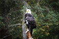 Eagle in the zoo park Royalty Free Stock Photo
