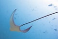 EagleRay Royalty Free Stock Photo
