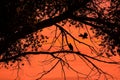Eagles Against Orange Cloudy Sky Sunrise Silhouette Royalty Free Stock Photo