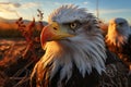 Eagles close up during a sun soaked day in the expansive field