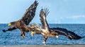 Eagles in fight. Two Juvenile Steller`s sea eagle in fight for prey