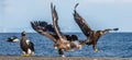 Eagles in fight. Two Juvenile Steller`s sea eagle in fight for prey Royalty Free Stock Photo