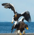 Adult Steller`s sea eagle in flight . Royalty Free Stock Photo