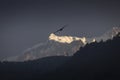 Eagles flying with Himalaya mountains in background. Nepal Royalty Free Stock Photo
