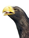 Eagles head Royalty Free Stock Photo
