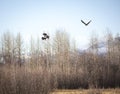 Eagles locking talons in autumn Royalty Free Stock Photo