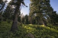 Eagles Nest Wilderness, Colorado Royalty Free Stock Photo