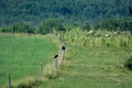 Eagles perched on a farm fence in Canada