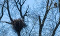 Eagles perched watching eaglets in nest