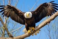 an eagles sharp talons gripping tightly onto the perch Royalty Free Stock Photo