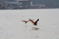 eagles soaring over the water Royalty Free Stock Photo