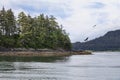 Eagles in Southeast Alaska Royalty Free Stock Photo