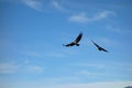 Eagles taking flight at valdez, alaska.