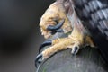 Eagles Talons Royalty Free Stock Photo