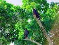 Eagles in Tree in Rio Lagartos