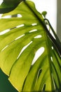 Green tropical monstera leaf. Close up. Background. Royalty Free Stock Photo