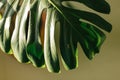 Green tropical monstera leaf. Close up. Background. Royalty Free Stock Photo