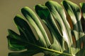 Green tropical monstera leaf. Close up. Background. Royalty Free Stock Photo