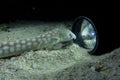 Eel playing with a dive lamp