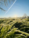 Ealing Common on a chilly winter day featuring frosted grass and leafless trees Royalty Free Stock Photo
