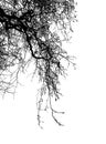 Ealistic tree silhouette Vector illustration.Eps10