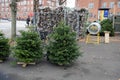 EALY CHRISTMAS TREE SALE IN COPENHAGEN Royalty Free Stock Photo