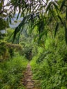 Eampty walkway, mountain pathway, jungle trip