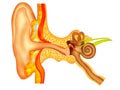 Ear Royalty Free Stock Photo