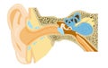 Ear anatomy