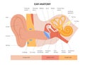 Ear anatomy diagram Royalty Free Stock Photo