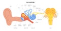 Ear anatomy diagram Royalty Free Stock Photo