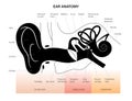 Ear anatomy diagram