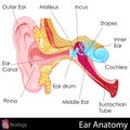 Ear Anatomy Royalty Free Stock Photo