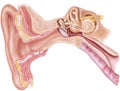 Ear - Anatomy Royalty Free Stock Photo