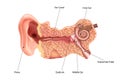 Ear Anatomy. Frontal section through the right external, middle, and internal ear. vector illustration